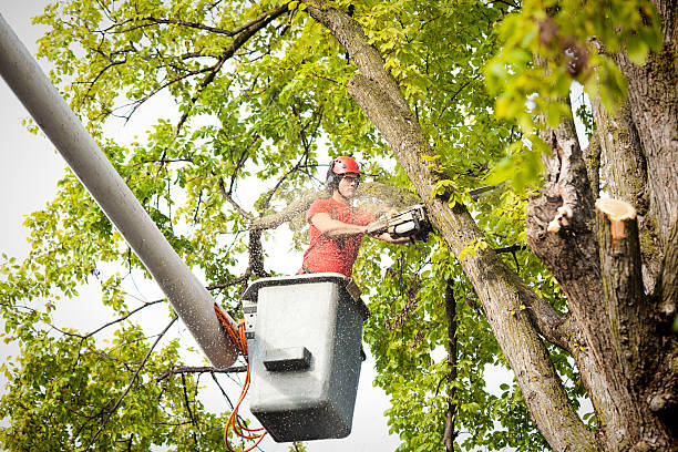 Trusted Lynnwood Pricedale, PA Tree Care Services Experts